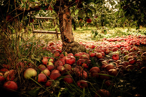Apple-Orchard-autumn-35580383-500-332